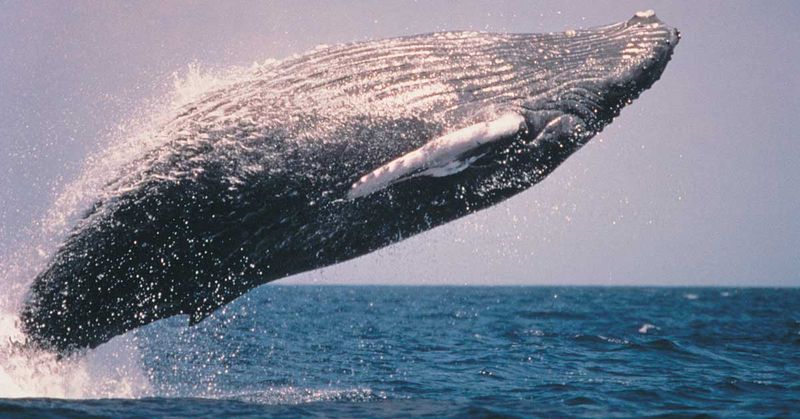 Humpback Whale – Acrobat Of The Deep