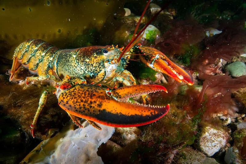 American Lobster