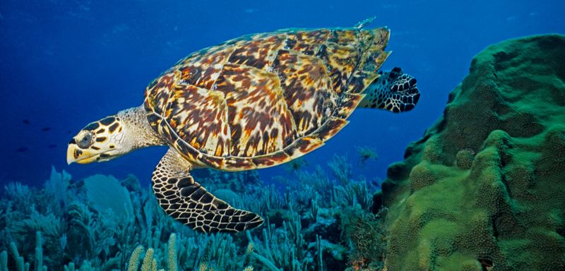 Hawksbill Turtle