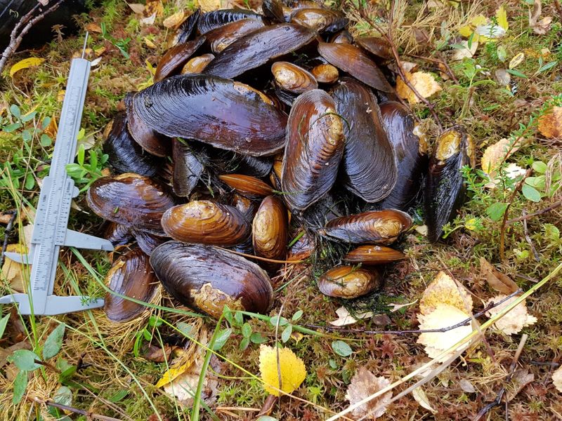 Freshwater Pearl Mussel: The 250-Year Shellfish