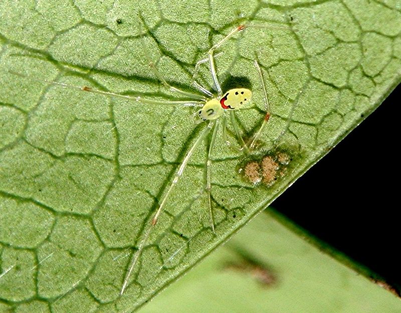 Hawaii's Happy-Face Spider