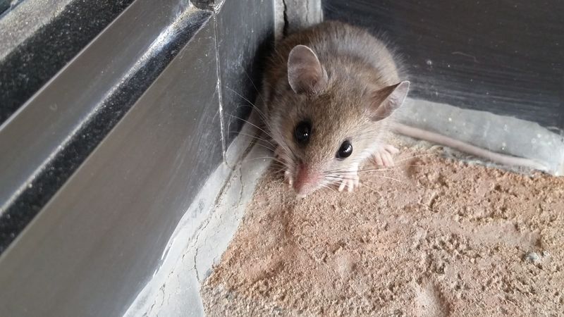 Insulation Destroyers: Mice