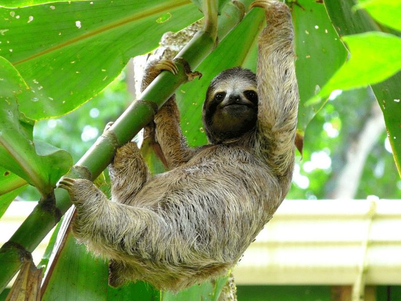 Three-Toed Sloth
