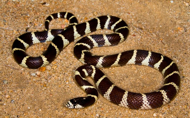 King Snake