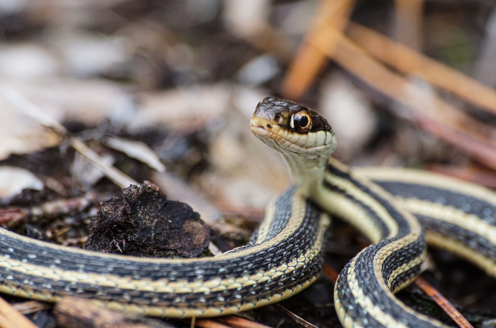 Garter Snake