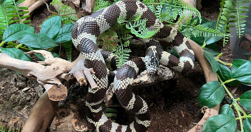 California Kingsnake: The Confident Companion
