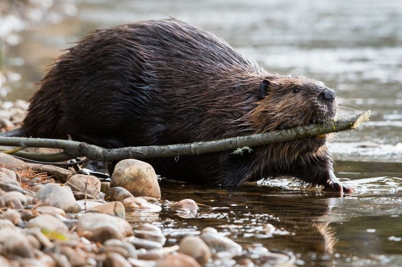 Beaver