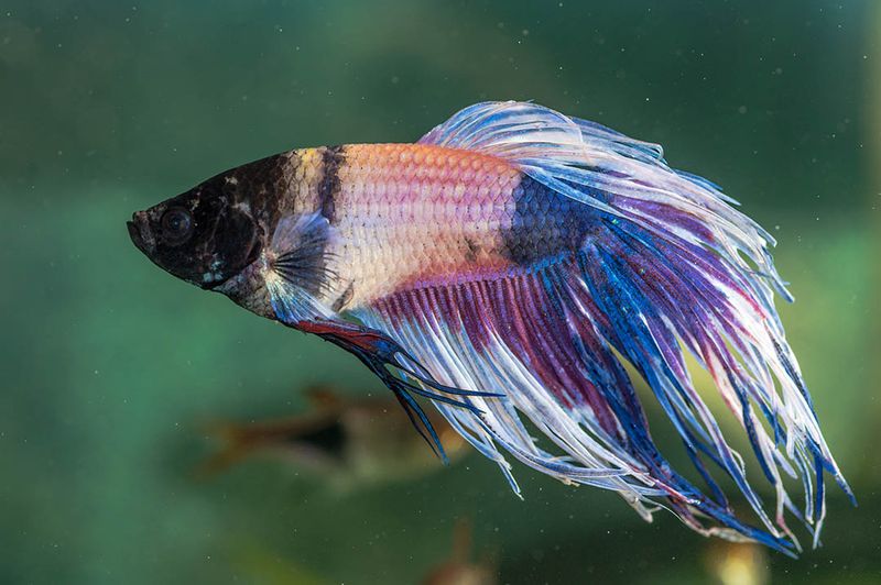Faded or Unusual Coloration