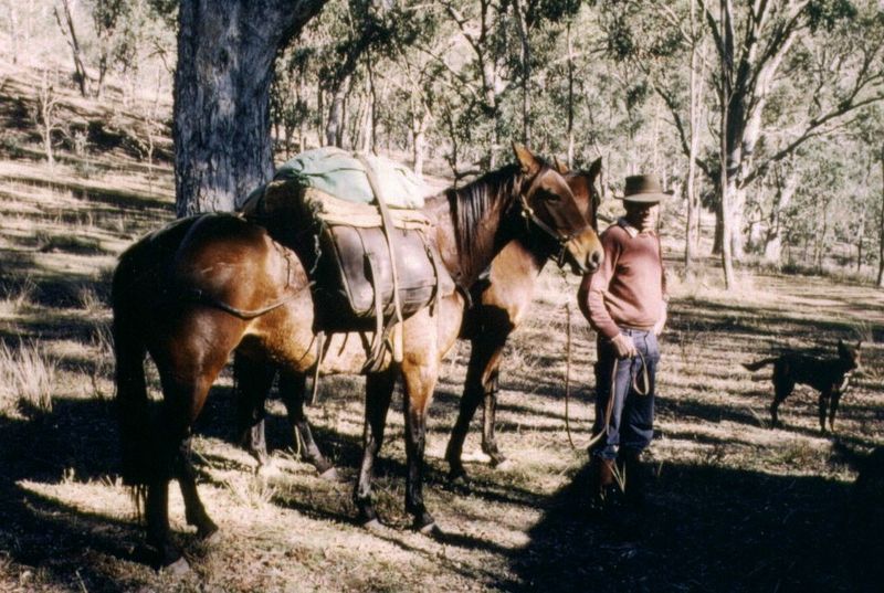 Pack Horses – The Supply Carriers