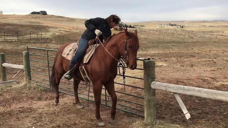 Gate Horses – The Precision Partners