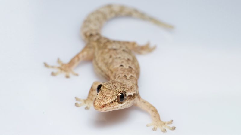 Geckos Can Regenerate