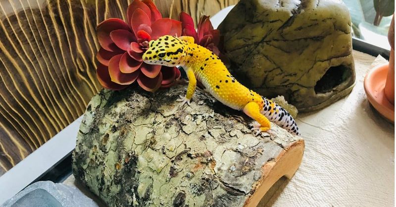 Gecko Habitat Needs