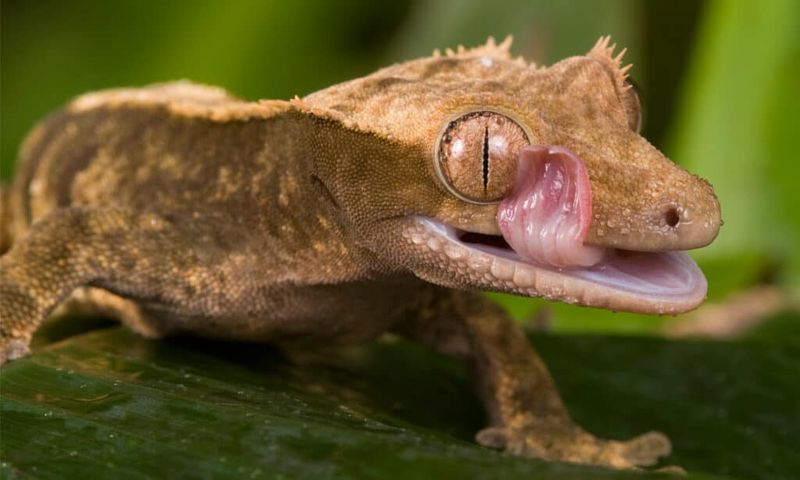Geckos Have No Eyelids
