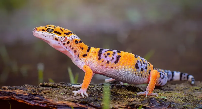 Geckos Can Live Long