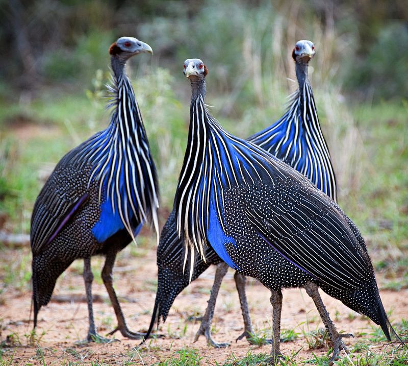 Guinea Fowl: The Tactical Noisemakers