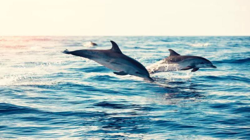 Playful Dolphins Dance Between Two Worlds