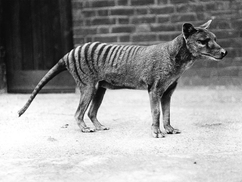 Ethical Concerns Of Reviving Extinct Species