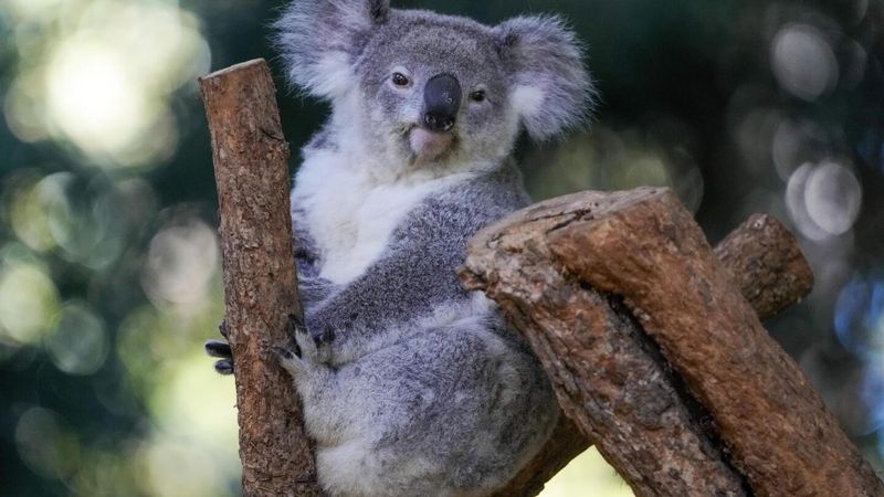 Illegal Wildlife Trade