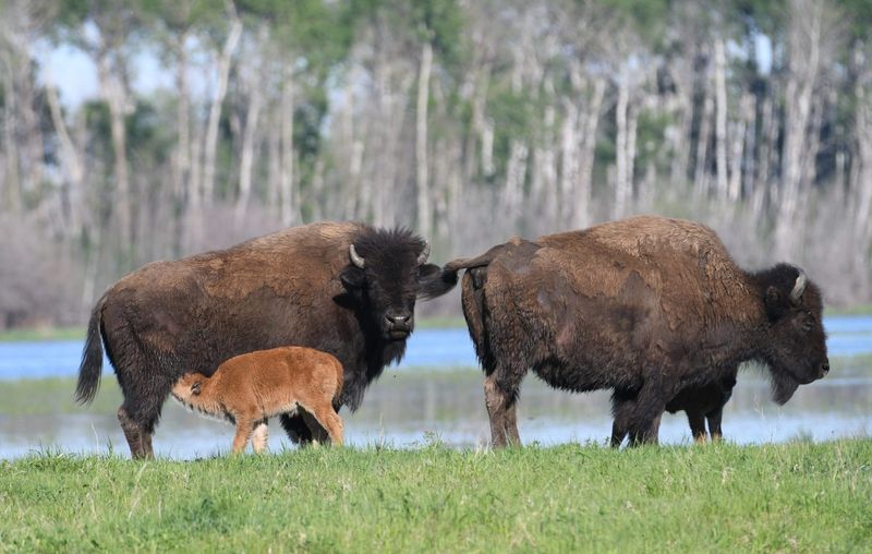 Natural Predator Reintroduction