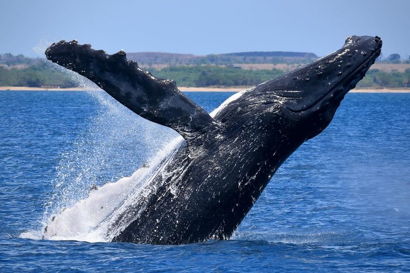 What Convergent Evolution Tells Us About Survival