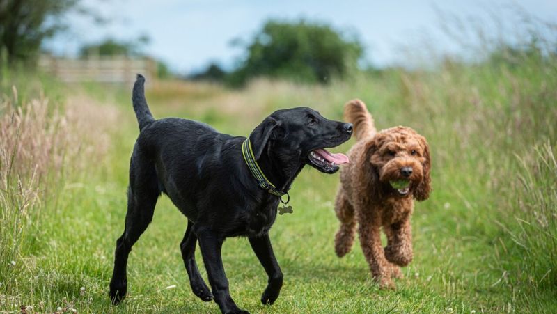 Separation Anxiety Prevention