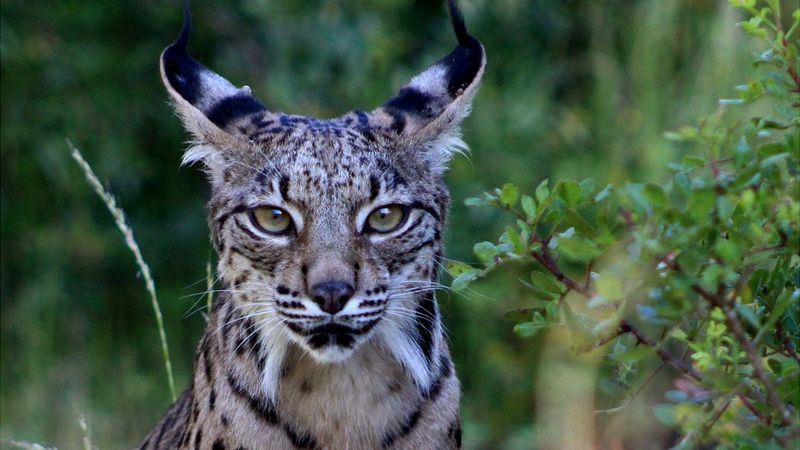 Captive Breeding: Insurance Populations For Reintroduction