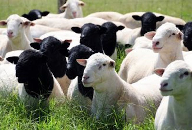 The Distinctive Dorper Sheep