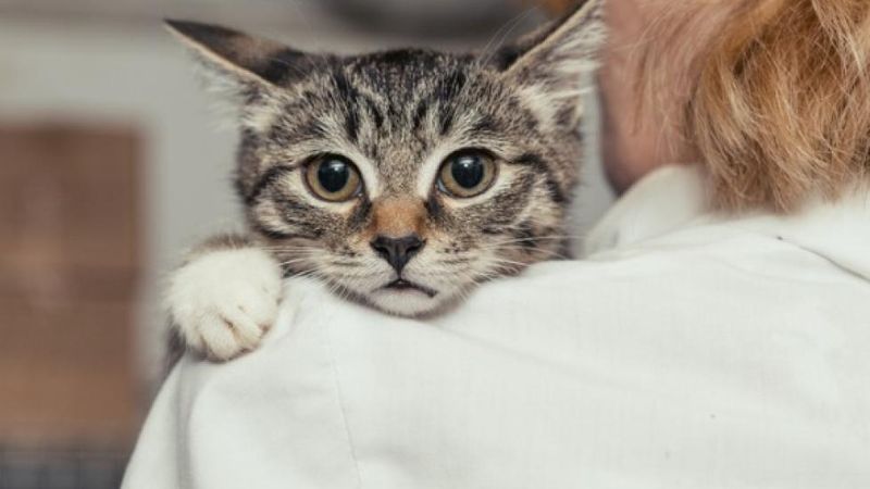 Early Life Experiences Shape Anxiety