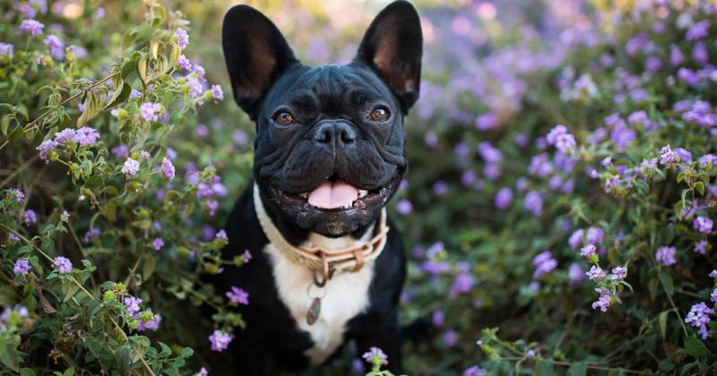 Low Maintenance Breeds: French Bulldogs