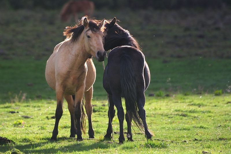 Scratching Partnerships