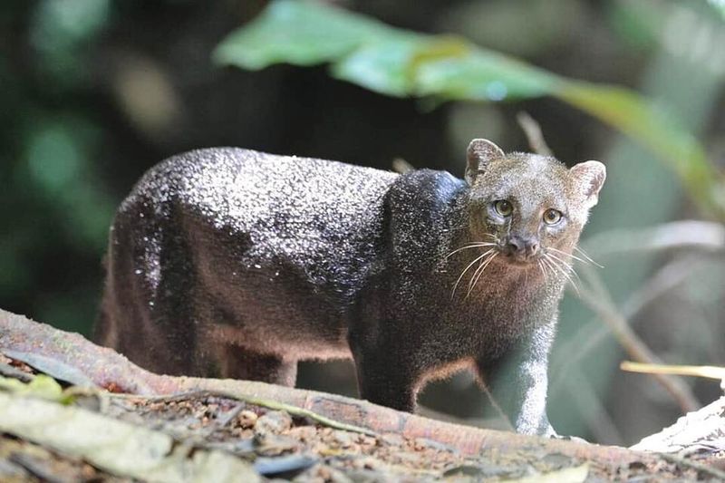 Phantom Cat Of The Borderlands