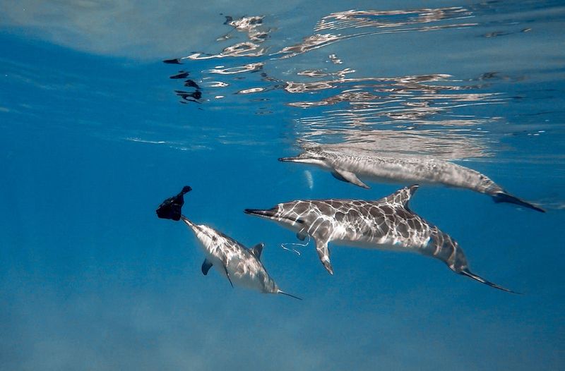 Ocean's Wise Souls: Dolphins