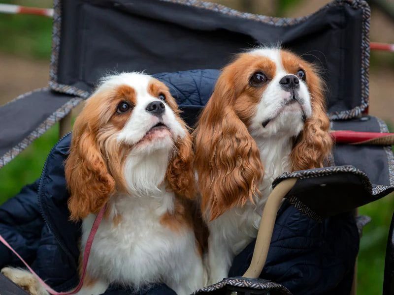 Pocket-Sized Devotion: Cavalier King Charles Spaniels