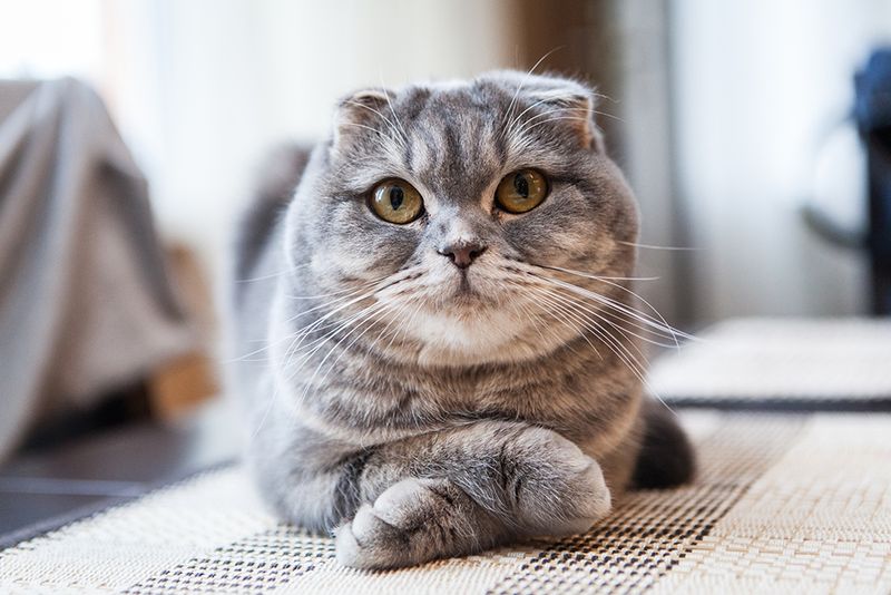 Feline Philosophers: The Scottish Fold