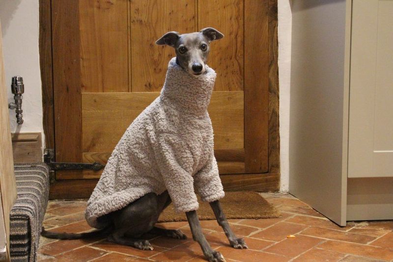 Fashion Models Of The Dog World