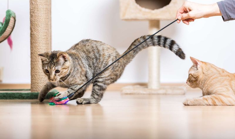 Playful Pounce