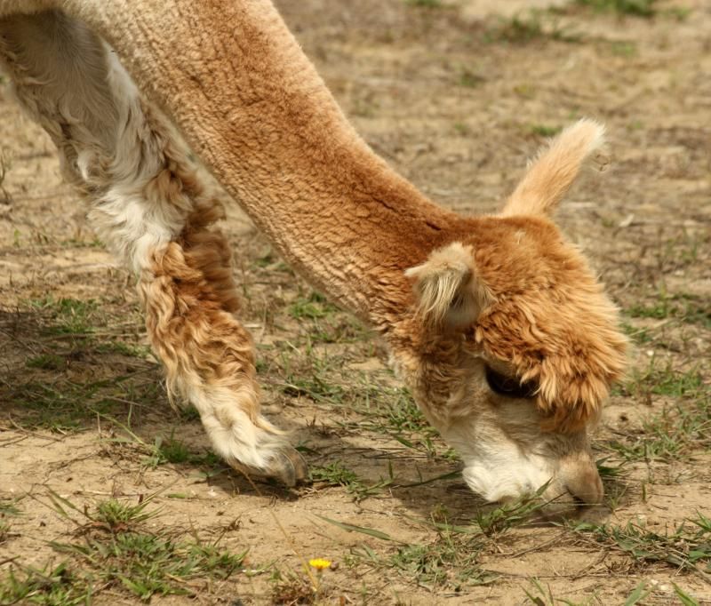 Eco-Friendly Grazing Habits