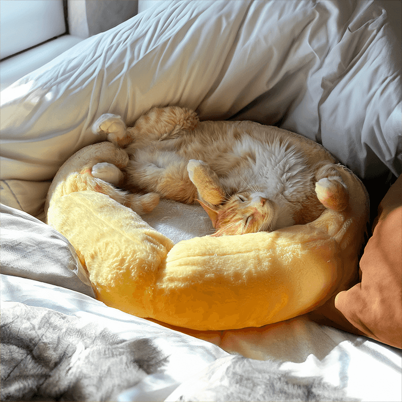 A Comfortable Resting Area