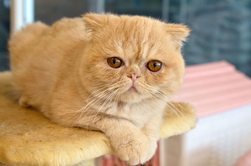 Easygoing Exotic Shorthair