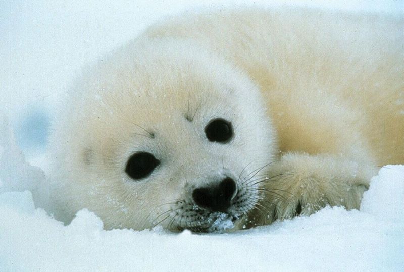 Polar Blubberballs: Harp Seals