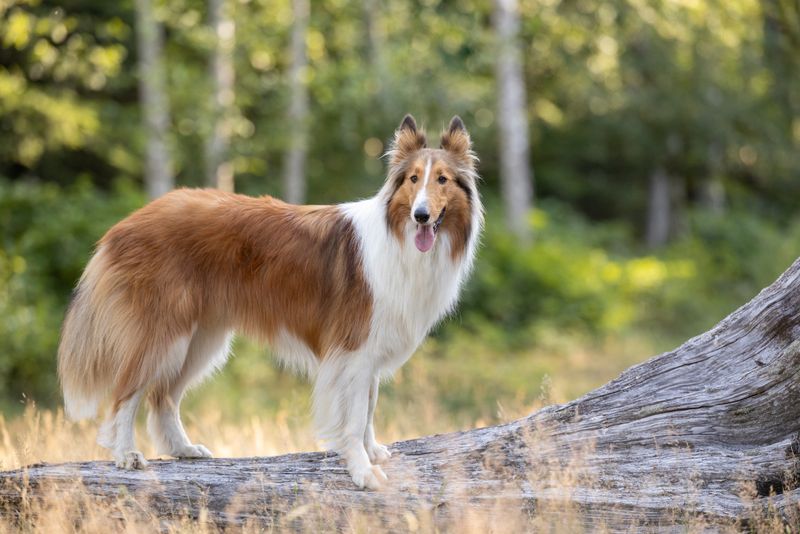 Poised Protectors: Collies