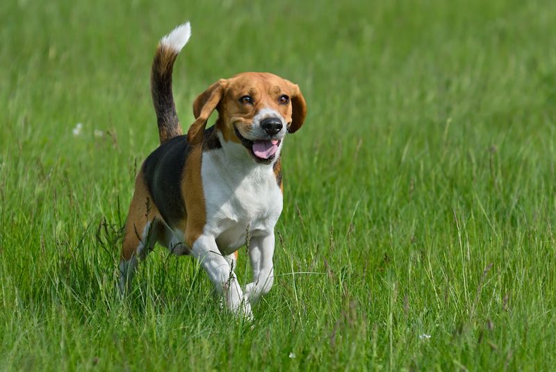Beagles: The Merry Wanderers