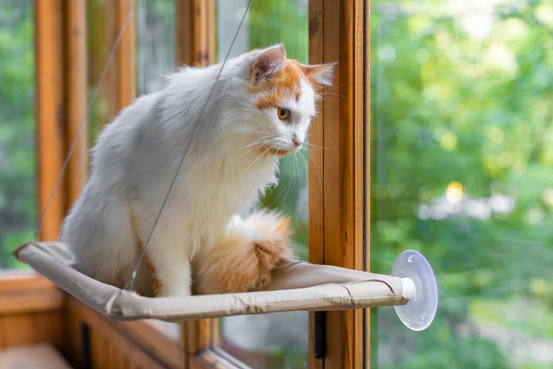 Elevated Resting Perches