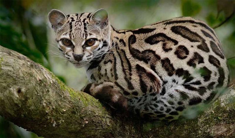 Margay