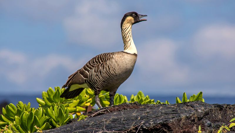 Hawaii – Hawaii Volcanoes National Park