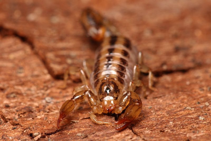 Louisiana's Bayou Bark Dwellers