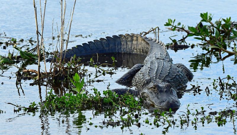 South Carolina: Palmetto State Predators