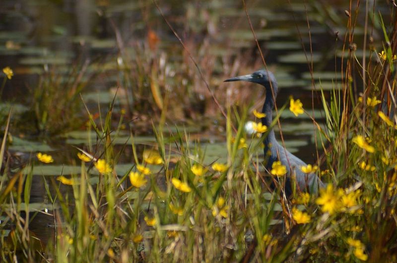 Okefenokee National Wildlife Refuge