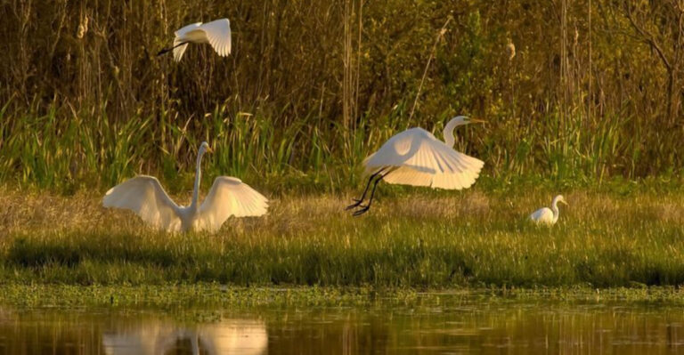Georgia’s 15 Best Bird Watching Spots This Summer