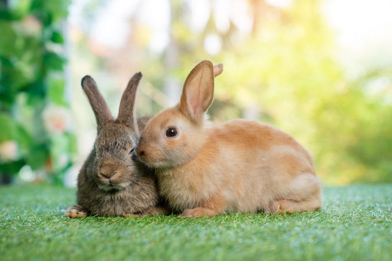 Rabbit
